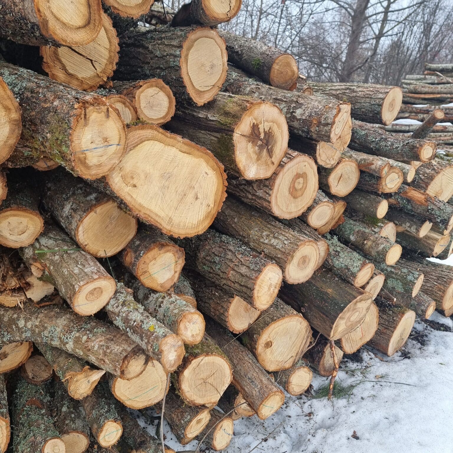 oak_logs